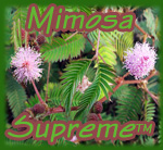 Mimosa Supreme