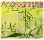 Andrographis